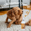 Mantar & Deri Onarım Spreyi 250ml - Probiyotik ve Nano Gümüş - Kedi Köpek