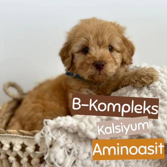 Yavru Köpek Multivitamin - Kemik ve Kas Gelişim Destek Damla 100ml