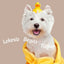 Beyaz Irk Köpek Şampuanı 250 ml | Maltese, Bichon, Westie İçin | Sararma Önleyici