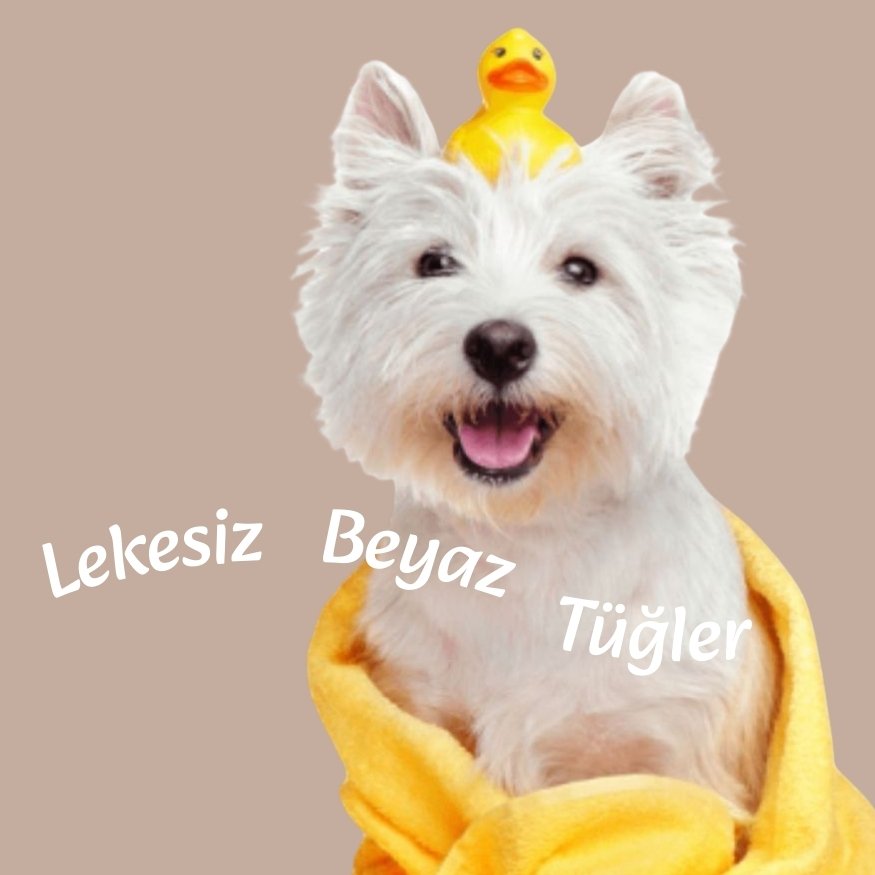 Beyaz Irk Köpek Şampuanı 250 ml | Maltese, Bichon, Westie İçin | Sararma Önleyici